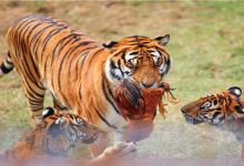 龙岩梅花山虎园景点图片