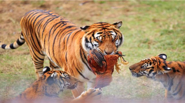 龙岩梅花山虎园