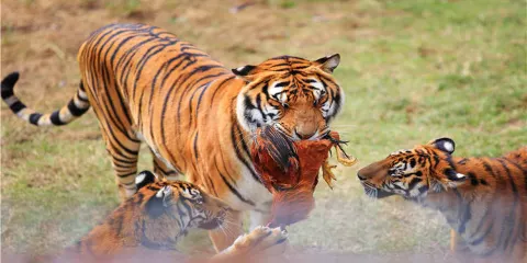 梅花山中國虎園
