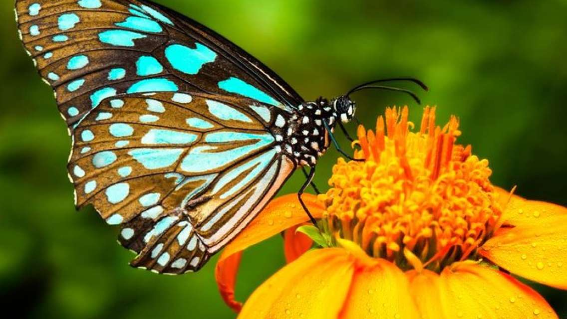 Kuala Lumpur Nature Tour Orchid Garden Butterfly Park And Bird Park