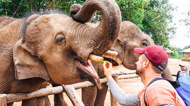 泰国清迈骑大象丰富玩乐半日游【可选美旺/美莎/湄登象营/网红餐厅/兰