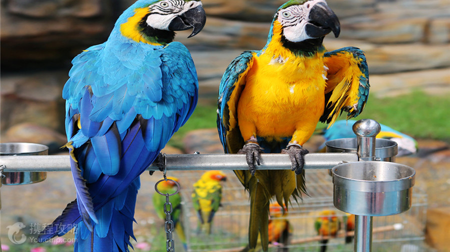 西霞口神鵰山野生動物園