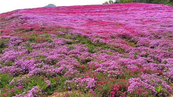 山下花海快樂穀