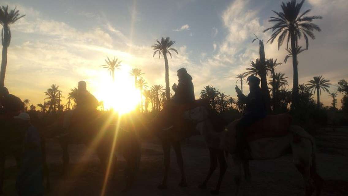 Palmeraie De Marrakech En Chameau Au Coucher Du Soleil