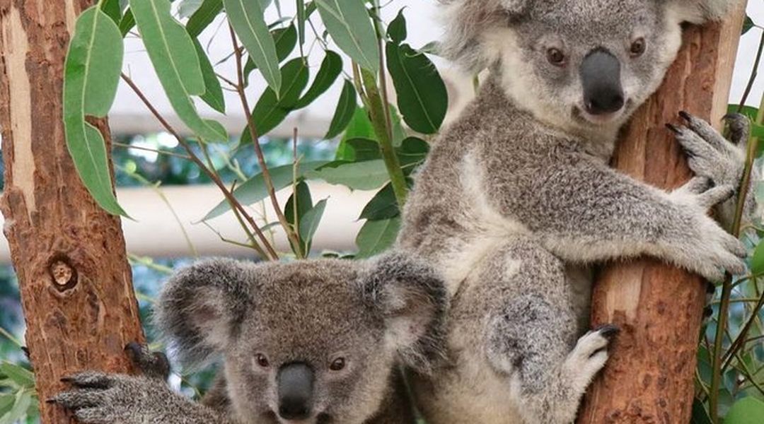Lone Pine Koala Sanctuary Trip Com