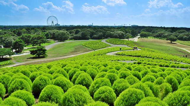 日本茨城县 国营常陆海滨公园一日游 美拍之旅扫帚草绝景神社新宿出发 专车往返 一人成团 线路推荐 携程玩乐