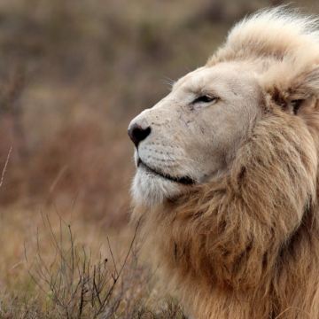 南非约翰内斯堡狮子园半日游：与动物互动，乘开放式越野车游猎