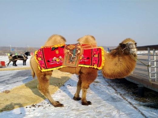东陵荷花湖冰雪大世界