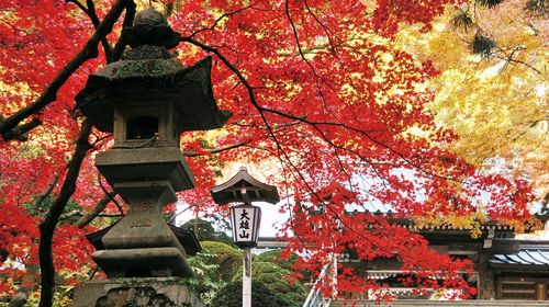 日本神奈川县大雄山天狗铁道 巴士1日乘车券 小田原出发 线路推荐 携程玩乐 日本神奈川县大雄山天狗铁道 巴士1日乘车券 小田原出发 线路推荐 携程玩乐