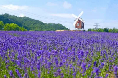 紫云花汐薰衣草庄园