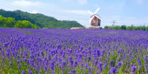 紫雲花汐薰衣草莊園