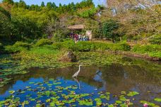 山茶花之丘-西归浦市