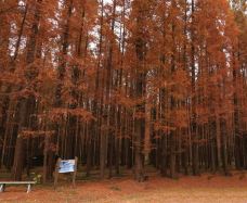 宝应湖国家湿地公园-宝应-C-IMAGE