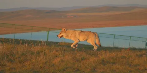 烏拉蓋野狼谷景區