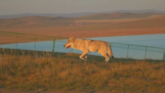 烏拉蓋野狼谷景區