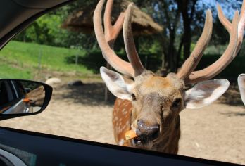 北京野生动物园包车一日游【亲子游/五环内上门接送/时间自由】【汇集了世界各地珍稀野生动物200多种10000余头；集动物观赏、自驾游览、亲子娱乐于一体。】