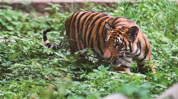 Chongqing Zoo