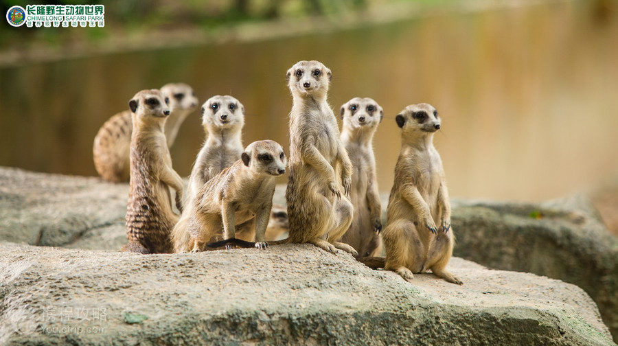 長隆野生動物世界