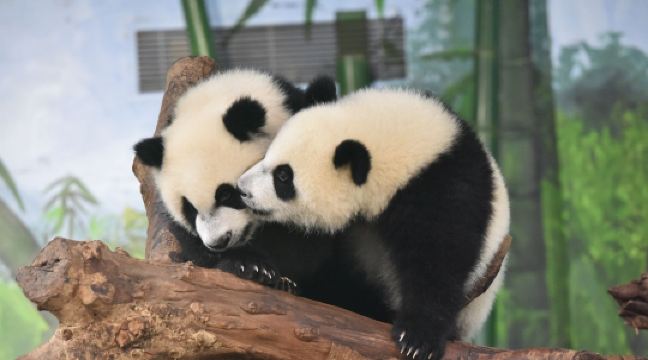 广州长隆野生动物世界-熊猫乐园
