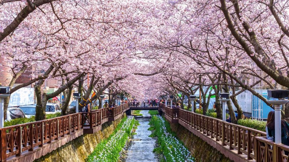 韩国釜山镇海樱花盛典 余佐川樱花桥 庆和火车站一日游【浪漫花冠拍照