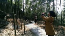 西部竹石林景区-长宁