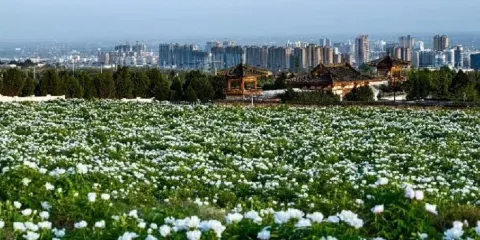 乾陵大唐牡丹園