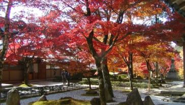 【日本枫叶纪行】京都滋贺古刹永源寺+湖东三