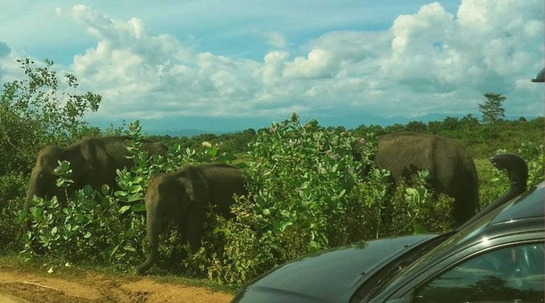 Private Day Tour Udawalawe National Park Safari Tour From Galle