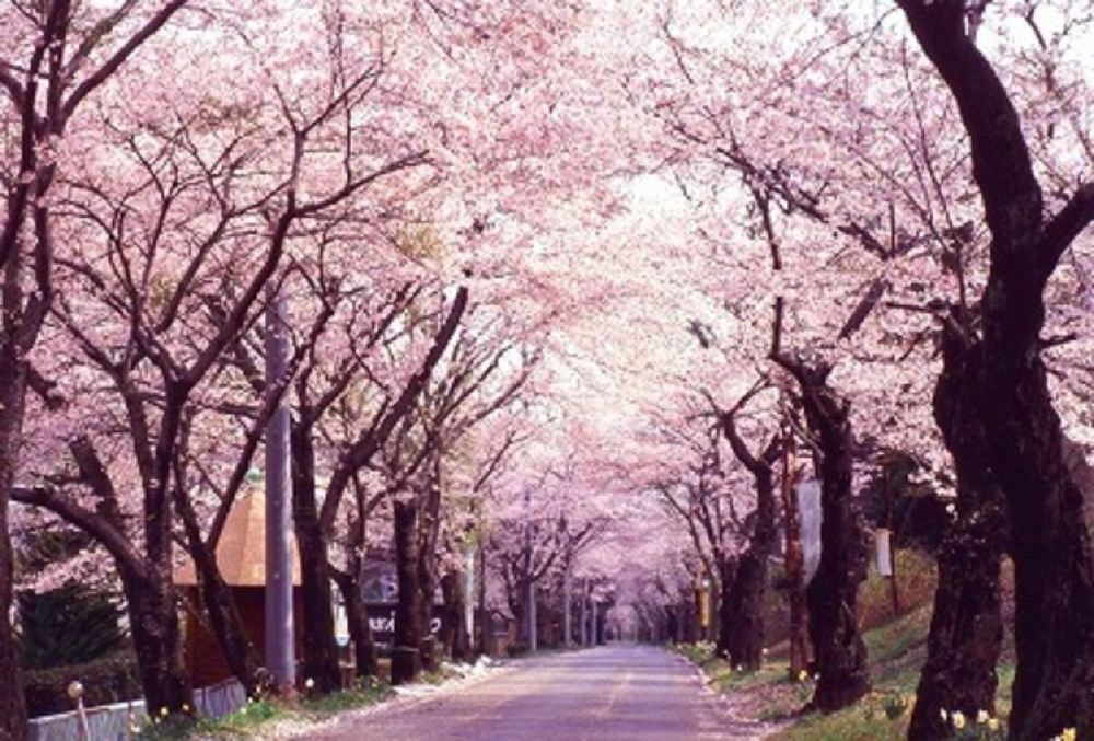 埼玉权现堂樱花 川越冰川神社 古河公方公园 太平山赏花一日游 东京往返 线路推荐 携程玩乐