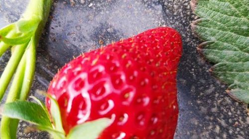 甘肃兰州+刘家峡+草莓采摘一日游【春风十里