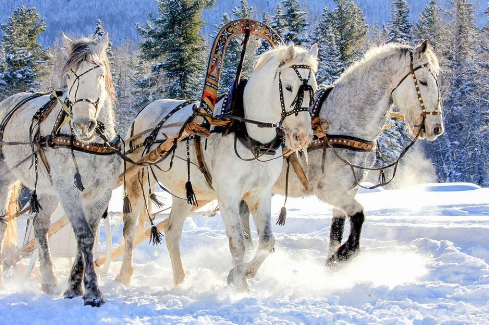 在18世纪,三匹马拉雪橇或三驾马车成为俄罗斯的流行象征.