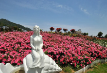 北仑丽盛玫瑰庄园景点图片