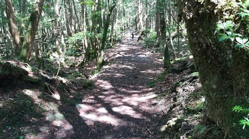 富士山青木原树海徒步行程(河口湖站出发/到达)*英语线路推荐【携程玩乐】