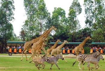 广州长隆野生动物世界+广州长隆国际大马戏一日游++番禺区内接【2025年春节期间无需集合，平时天天出行一人成团，无购物。入园后自由游玩,无需二次集合。】