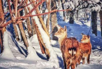 中国雪乡+大秃顶子山+亚雪驿站十里画廊一日游【赠送一日行个人安全险】