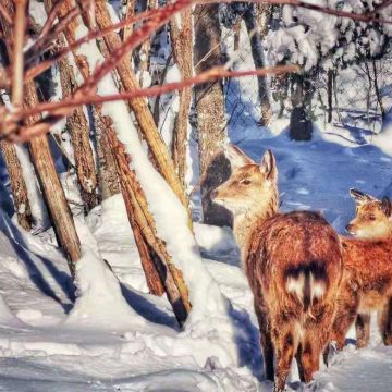 中国雪乡+大秃顶子山+亚雪驿站十里画廊一日游