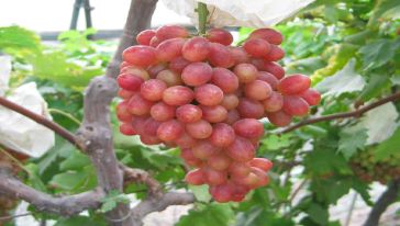 望葡苑采摘礼盒伴手礼怎么样\/好玩吗