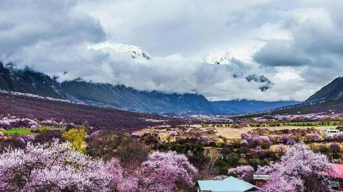 西藏怎么玩八日游 350b10000000psmp6861B_C_500_280_Q80.jpg