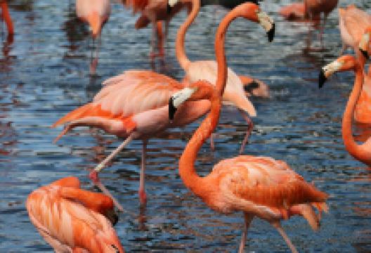 富力红树湾湿地公园景点图片