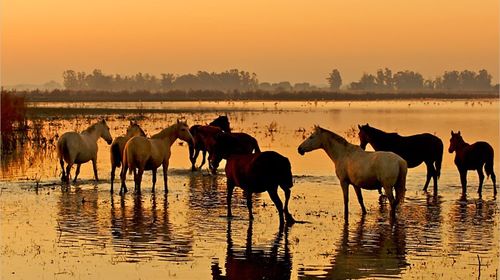 西班牙塞维利亚多尼亚纳国家公园一日游【酒店