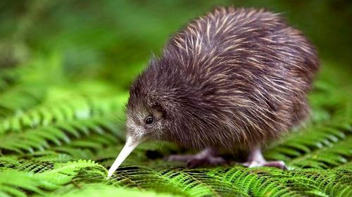 新西兰罗托鲁瓦彩虹泉自然公园半日游门票可参观kiwi鸟单门票自驾前往