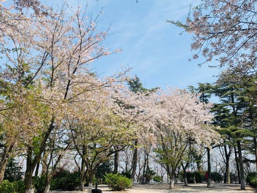 青岛山一战遗址公园