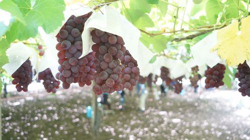 日本升仙峡 山梨县一日游 漫步葡萄采摘吃到饱红酒酒窖新宿出发 一人成团 保证有位 线路推荐 携程玩乐