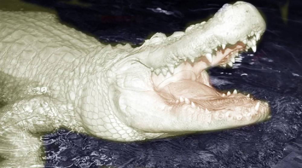 美国 奥兰多gatorland鳄鱼岛票 【家庭出游 罕见白鳄鱼】