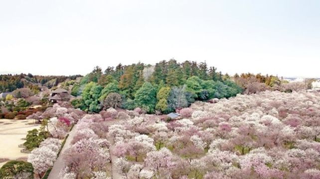 日本茨城县水户市偕乐园 稻敷郡阿见奥特莱特超级商城一日游 踏春赏花购物东京往返 线路推荐 携程玩乐