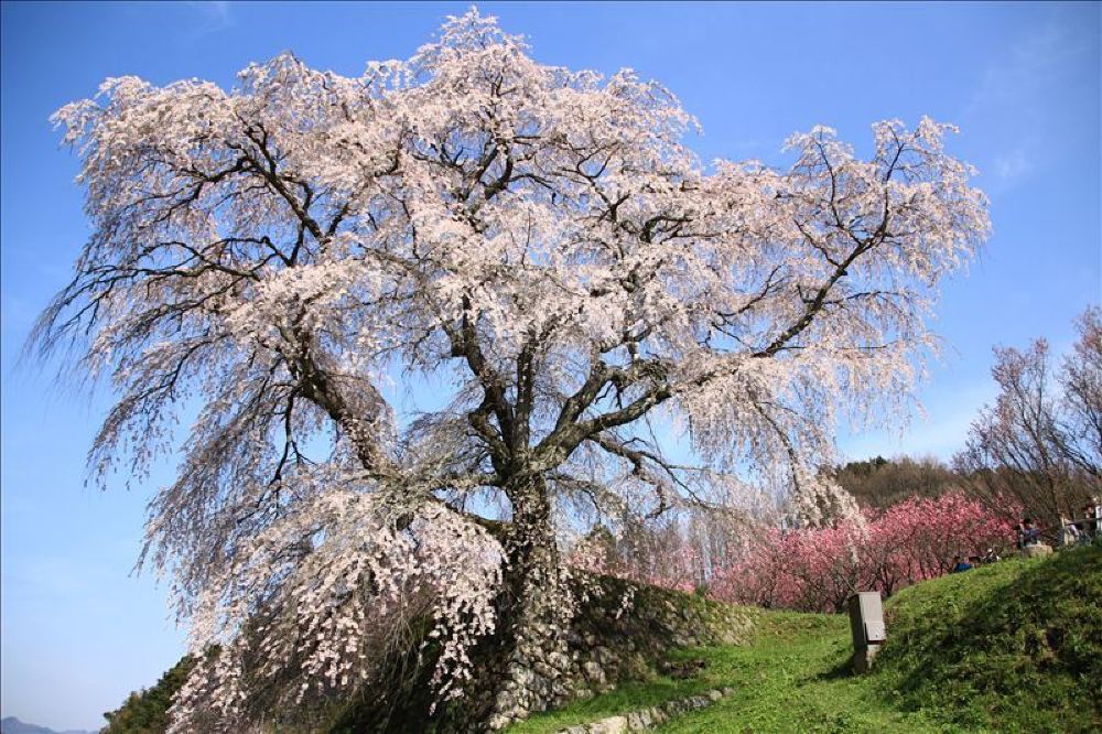 奈良县吉野山 又兵卫樱一日游 千本樱赏樱名古屋往返 线路推荐 携程玩乐