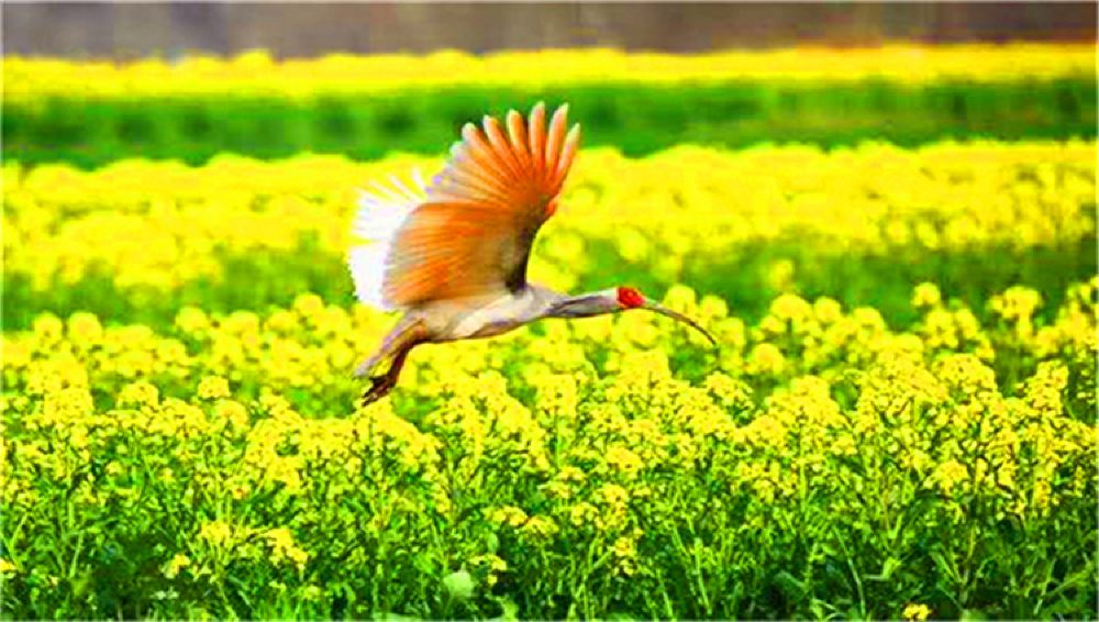 汉中油菜花海朱鹮梨园一日游赏醉美油菜花海逛朱鹮梨园品汉中美食