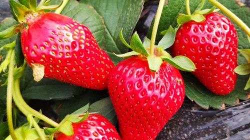 甘肃兰州+刘家峡+草莓采摘一日游【春风十里