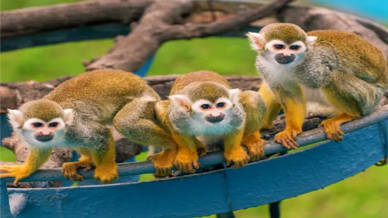 西霞口神鵰山野生動物園