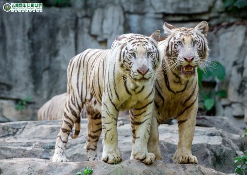 长隆野生动物世界景点图片 13